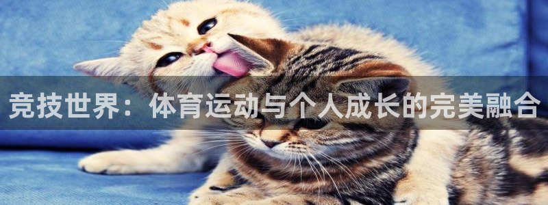 77体育